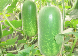 吃瓜照片,揭秘吃瓜群众的欢乐瞬间